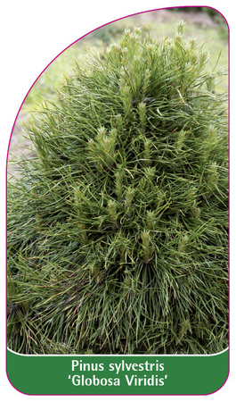 Pinus sylvestris 'Globosa Viridis'