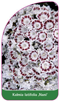 Kalmia latifolia 'Nani'