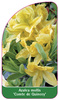 Azalea mollis 'Comte de Quincey