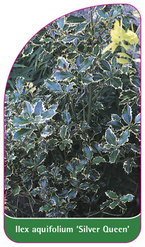 Ilex aquifolium 'Silver Queen'