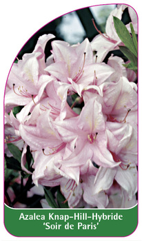 Azalea Knap-Hill-Hybride 'Soir de Paris'