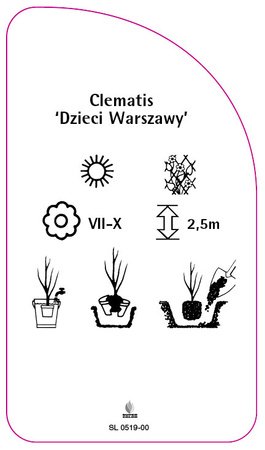 Clematis 'Dzieci Warszawy'