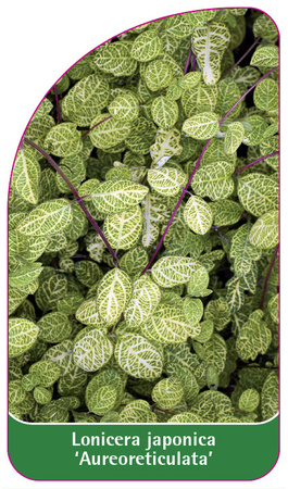 Lonicera japonica 'Aureoreticulata'