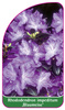 Rhododendron impeditum ,Blaumeise'