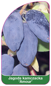 Jagoda kamczacka 'Amour'