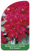 Rhododendron-Hybride 'Red Impulse'