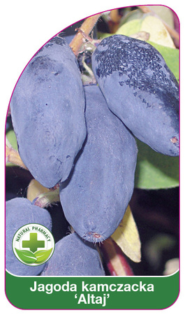 Kamchatka berry "Altai