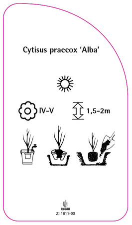 Cytisus praecox 'Alba'