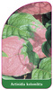 Actinidia kolomikta