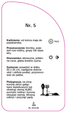Róza pienna Nr. 5
