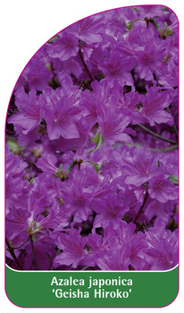 Azalea japonica 'Geisha Hiroko'