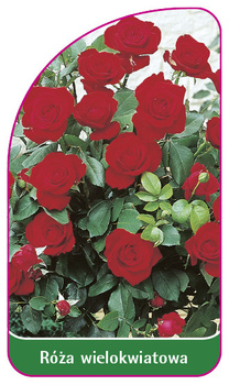 Róza wielokwiatowa Nr. 256