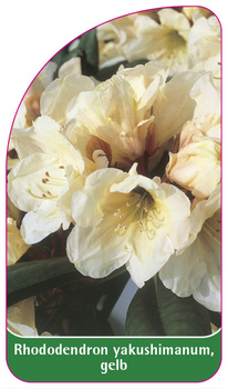 Rhododendron yakushimanum, gelb