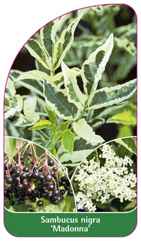 Sambucus nigra 'Madonna'