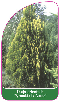 Thuja orientalis 'Pyramidalis Nana'