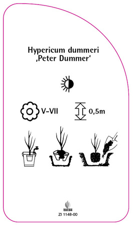 Hypericum dummeri 'Peter Dummer'