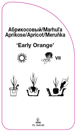 Morela 'Early Orange'