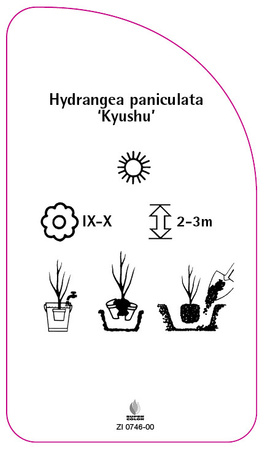 Hydrangea paniculata 'Kyushu'