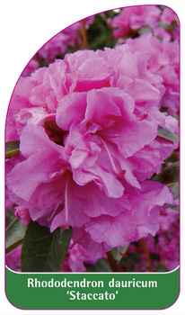 Rhododendron dauricum 'Staccato'