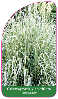 Calamagrostis x acutiflora 'Overdam'