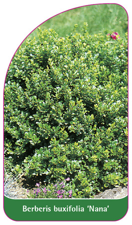 Berberis buxifolia 'Nana'