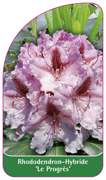 Rhododendron-Hybride 'Le Progrès'