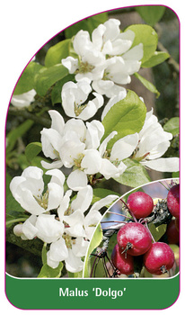 Malus 'Dolgo'