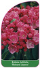 Kalmia latifolia 'Richard Jaynes'