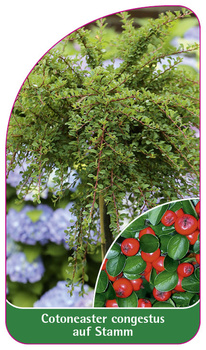 Cotoneaster congestus auf Stamm