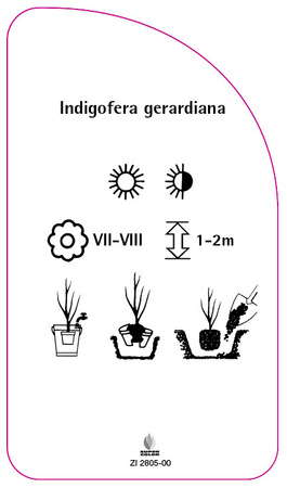 Indigofera geradiana