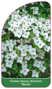 Cornus kousa chinensis 'Nicole'