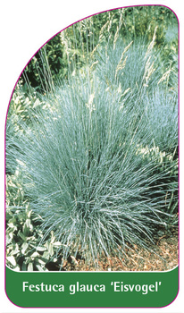 Festuca glauca 'Eisvogel'