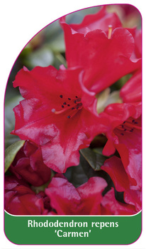 Rhododendron repens 'Carmen'