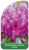 Rhododendron-Hybride 'Lilofee'
