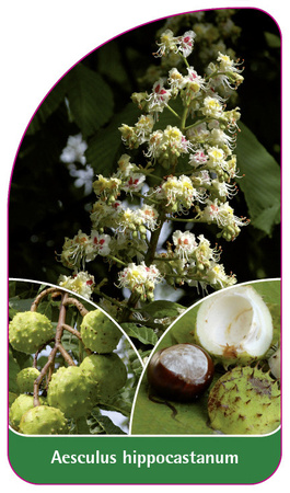 Aesculus hippocastanum