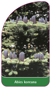 Abies koreana