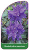 Rhododendron russatum