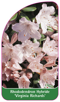 Rhododendron Hybride 'Virginia Richards'