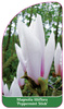 Magnolia liliiflora 'Peppermint Stick'