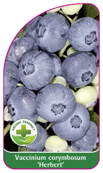 Vaccinium corymbosum 'Herbert'