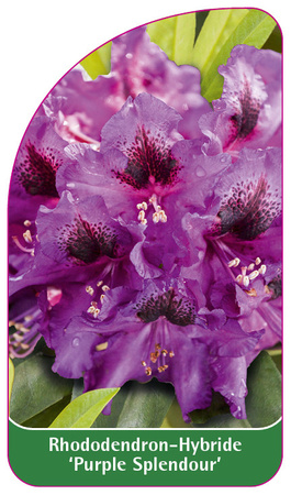 Rhododendron-Hybride 'Purple Splendour',