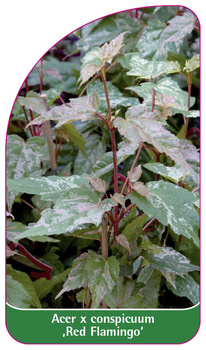 Acer x xonspicuum ,Red Flamingo'