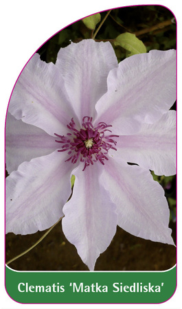 Clematis 'Mother Habitat'