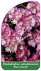 Rhododendron yakushimanum 'Ken Janeck'