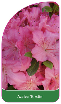 Azalea 'Kirstin'
