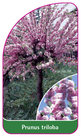 Prunus triloba