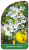 Chaenomeles 'Nivalis'