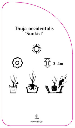 Thuja occidentalis 'Sunkist'