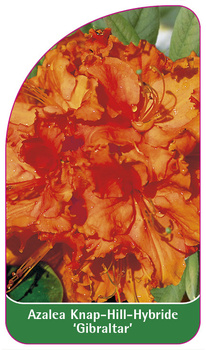 Azalea Knap-Hill-Hybride 'Gibraltar'