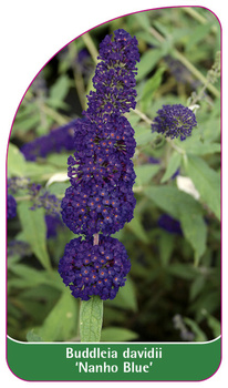 Buddleia davidii 'Nanho Blue'